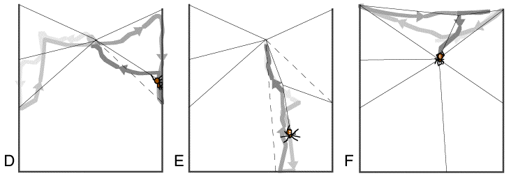 frame construction in a spider web