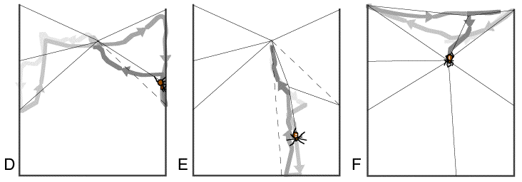 Wie Spinnt Die Spinne Ihr Netz Wie Spinnt Die Spinne Ihr Netz