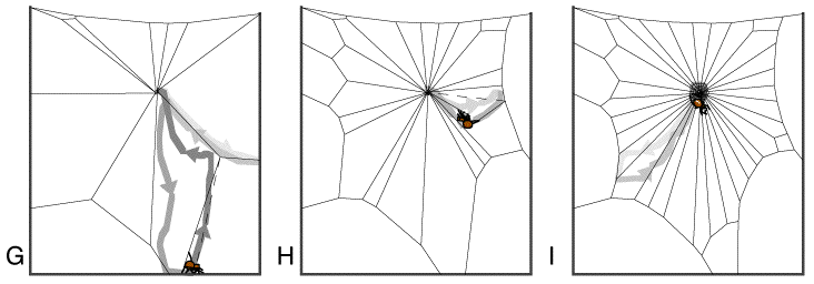 Speichenbau in einem Spinnennetz