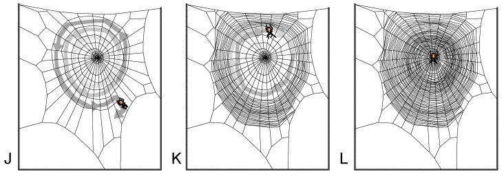 Spiralenbau in einem Spinnennetz