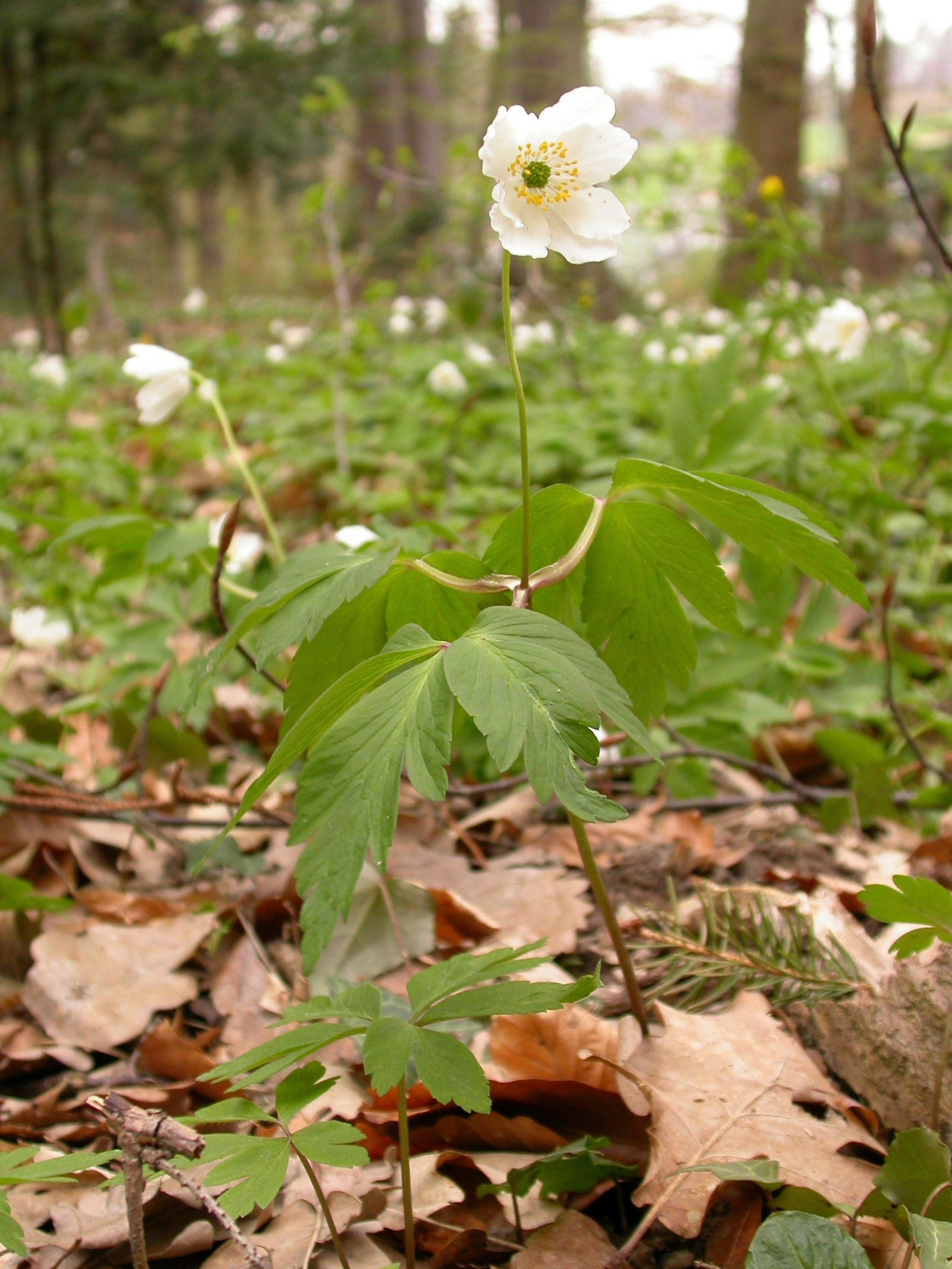 Buschwindroeschen