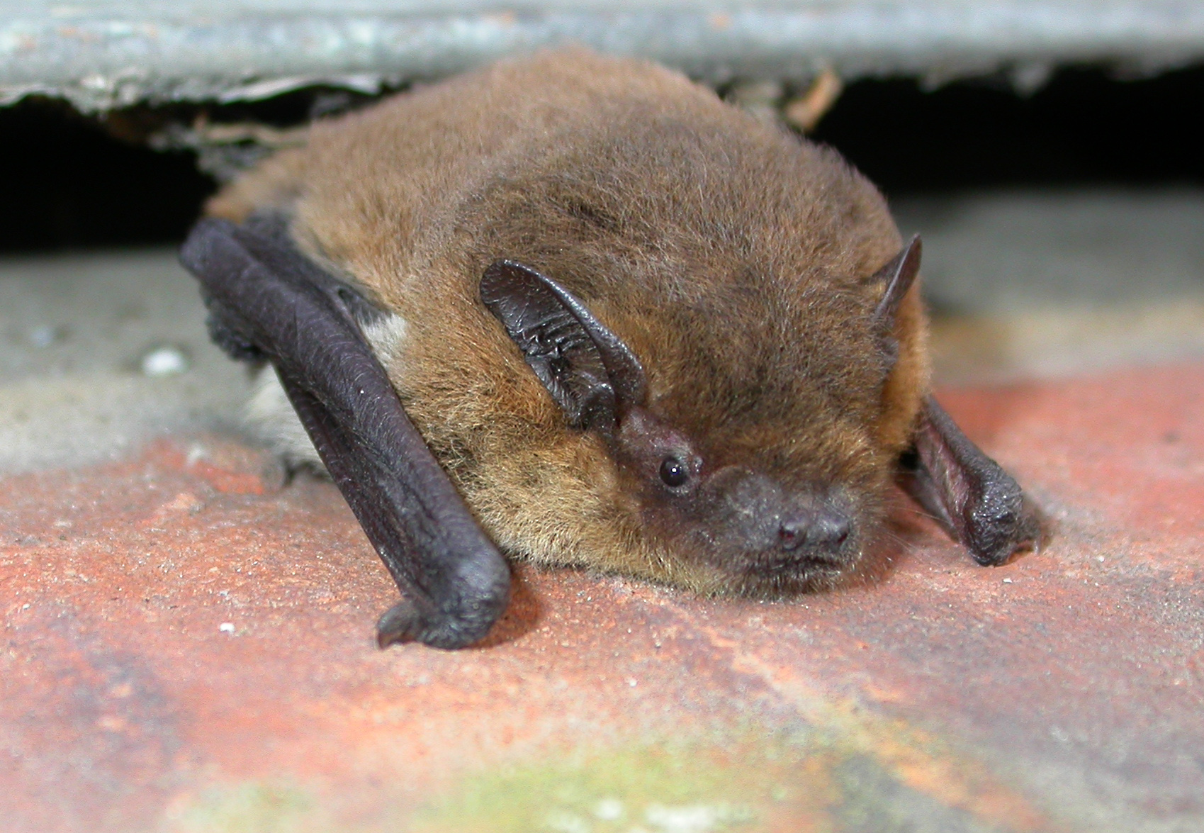 Weissrandfledermaus