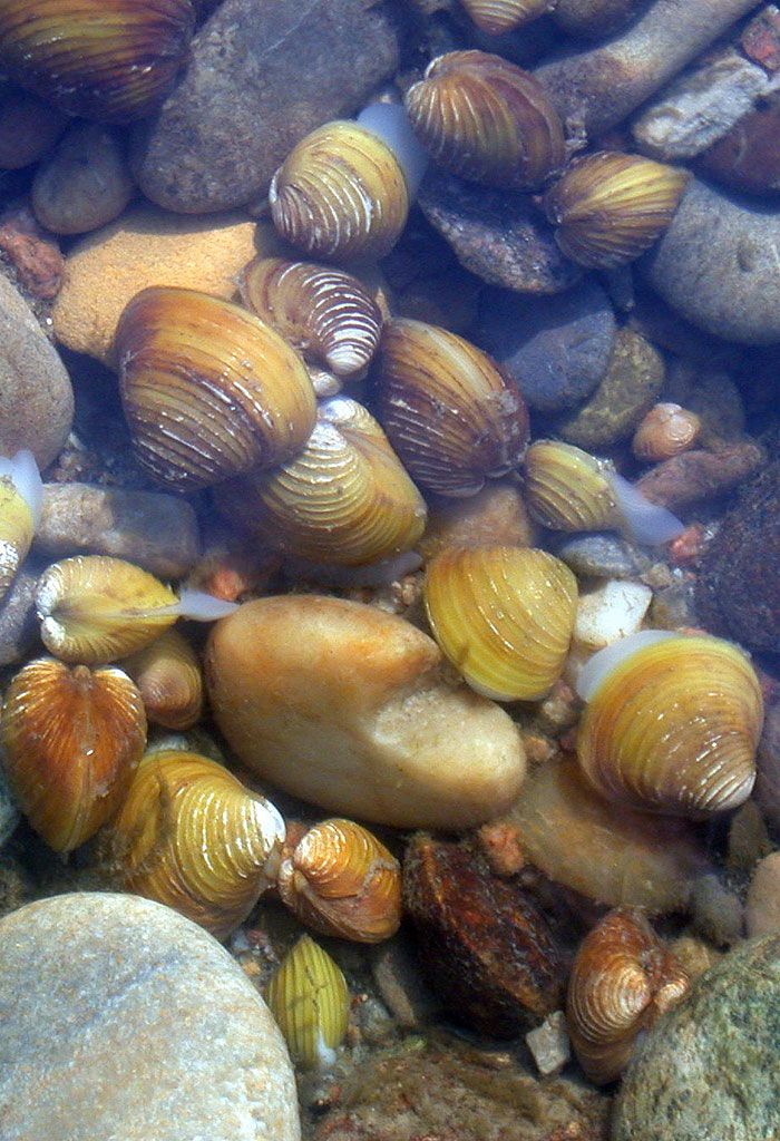 Corbicula fluminea