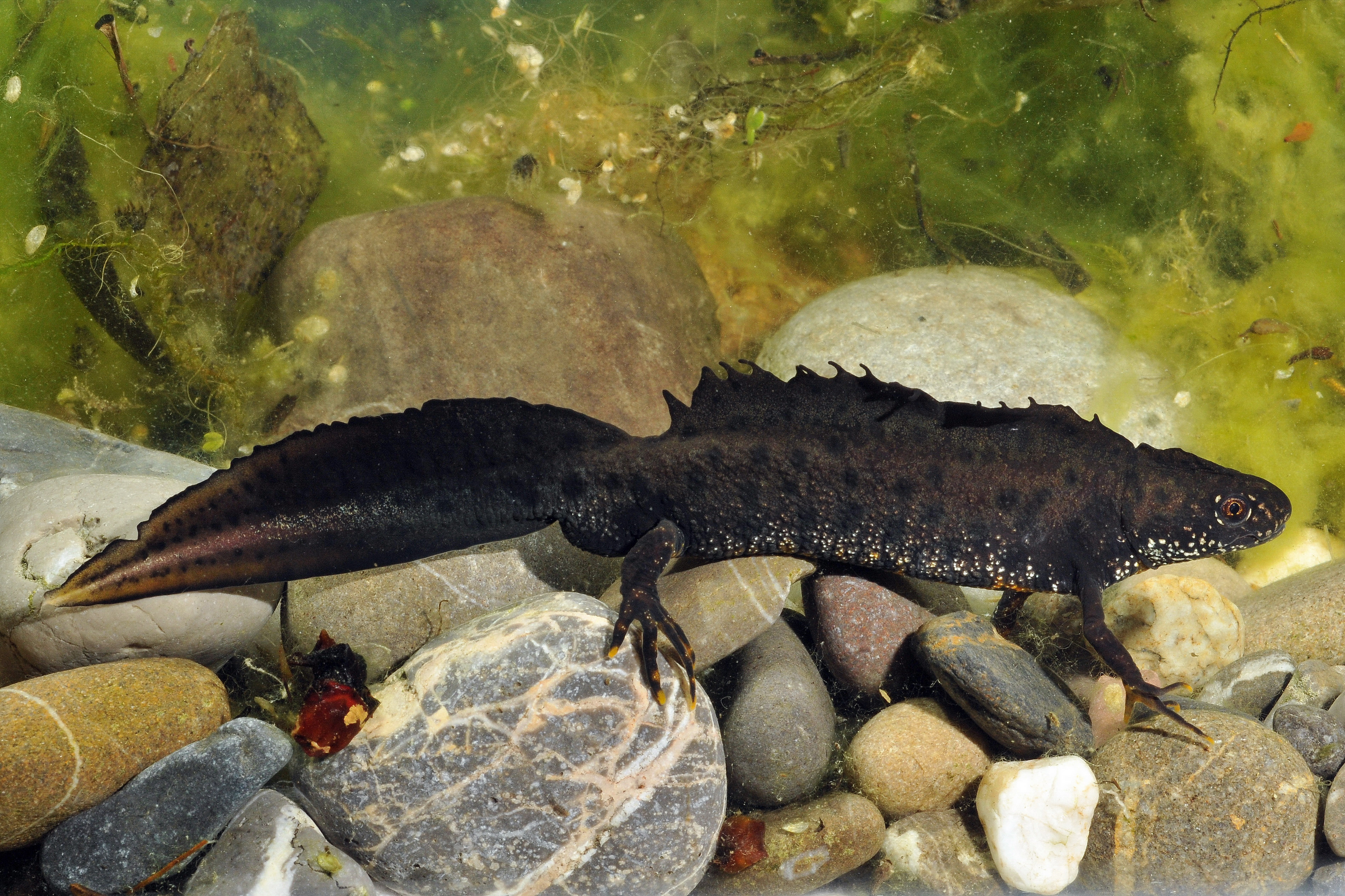 Kammmolch (Triturus cristatus)