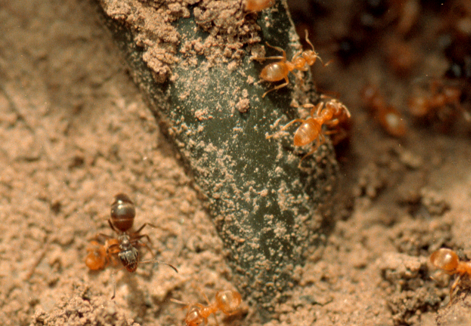 Ameisenkampf (Lasius niger vs Lasius flavus)