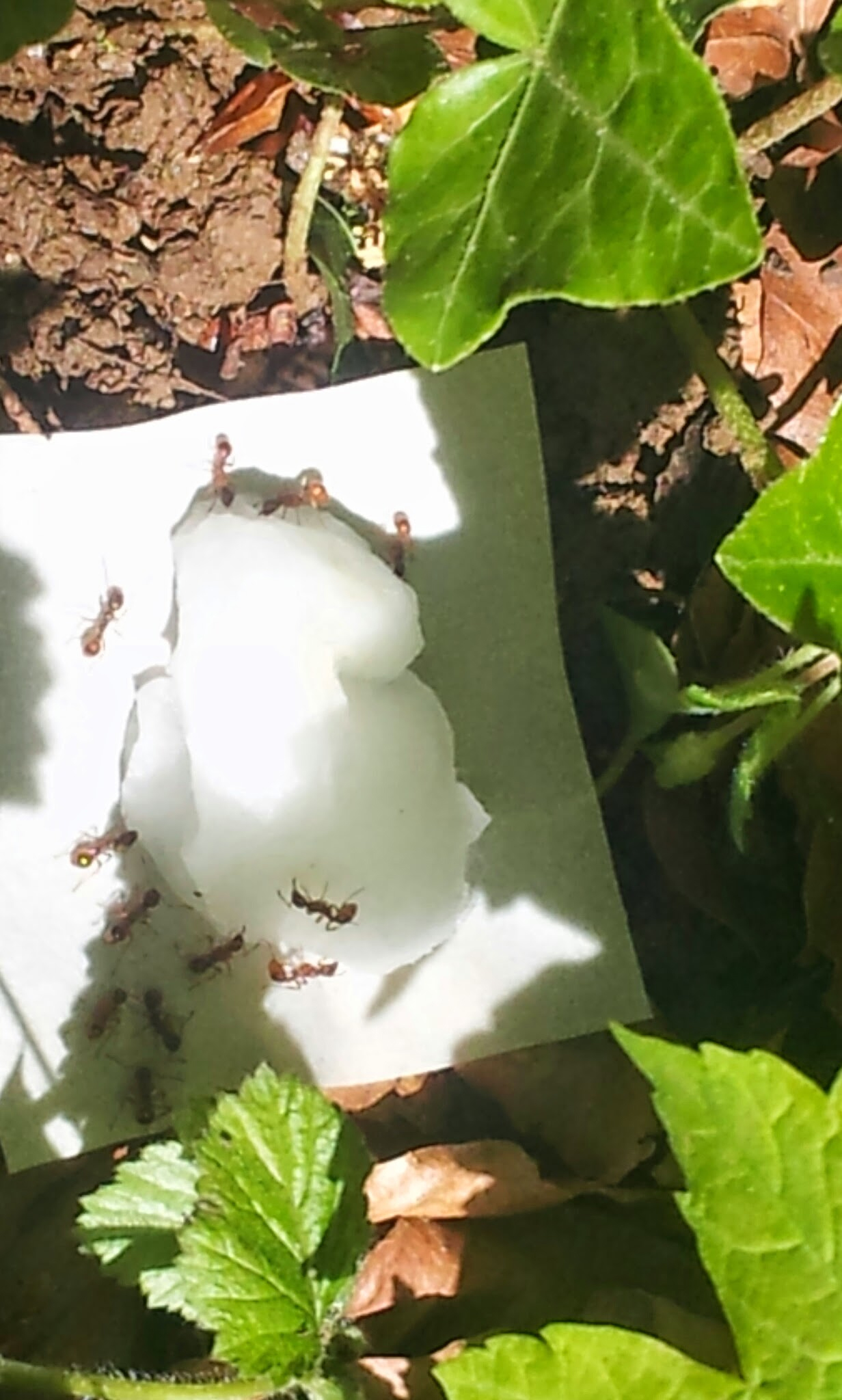 Myrmica an Koeder