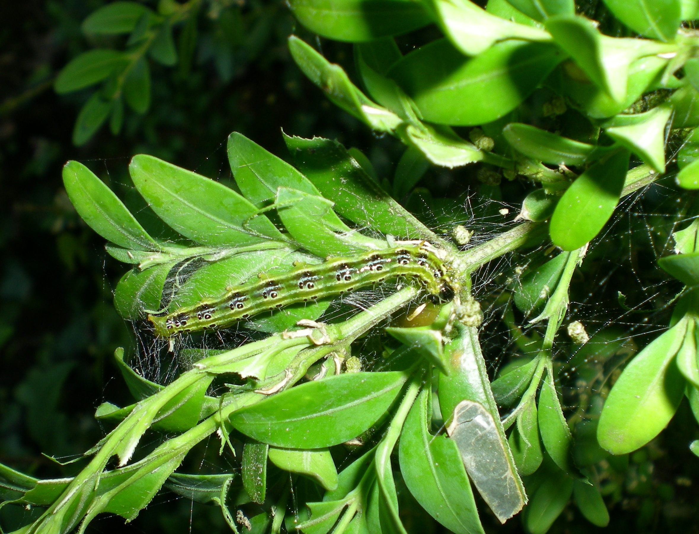 Buchsbaumz&uuml;nsler