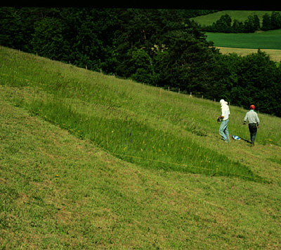 experimentally fragmented meadow