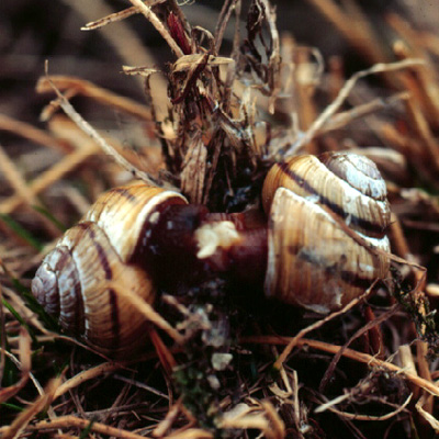 mating snails