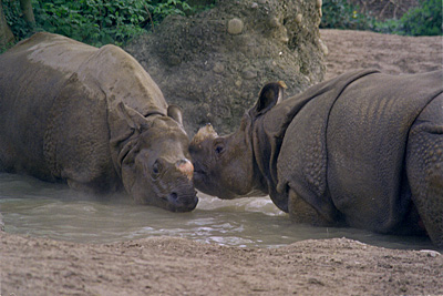 Indian rhinoceros