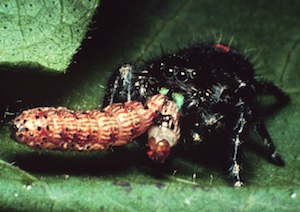 jumping spider with prey