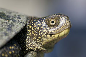 European pond turtle