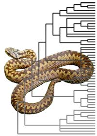 adder