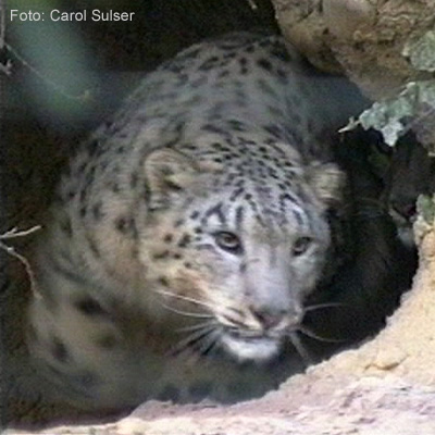 snow leopard