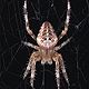 Araneus diadematus spider