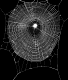 Araneus diadematus web
