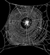Argiope lobata web