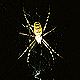 Argiope bruennichi spider