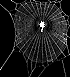 Argiope bruennichi web