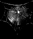 Cyclosa insulana web