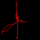 Fecenia singaporiensis web construction
