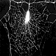 Fecenia singaporiensis web