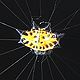 Gasteracantha cancriformis spider