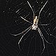 Nephila spider
