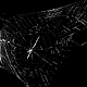Uloborus walckenaerius web