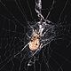 Zosis geniculatus spider