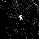 Zosis geniculatus web