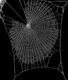 Zygiella x-notata web